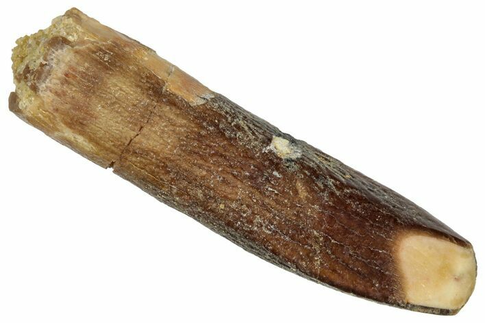Fossil Sauropod Dinosaur (Titanosaur) Tooth - Morocco #332505